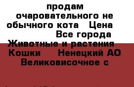 продам очаровательного не обычного кота › Цена ­ 7 000 000 - Все города Животные и растения » Кошки   . Ненецкий АО,Великовисочное с.